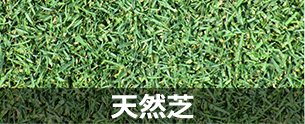 天然芝